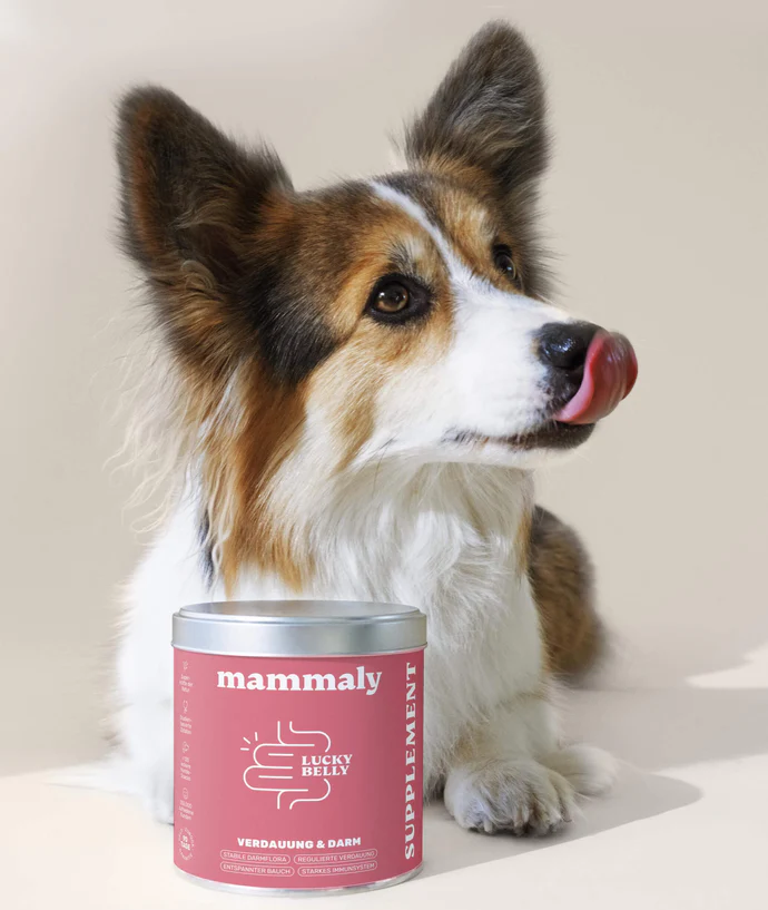 Gesunde Hunde durch smarte Nahrung